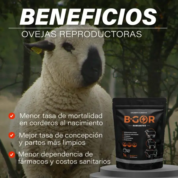 Beneficios B-GOR para ovejas